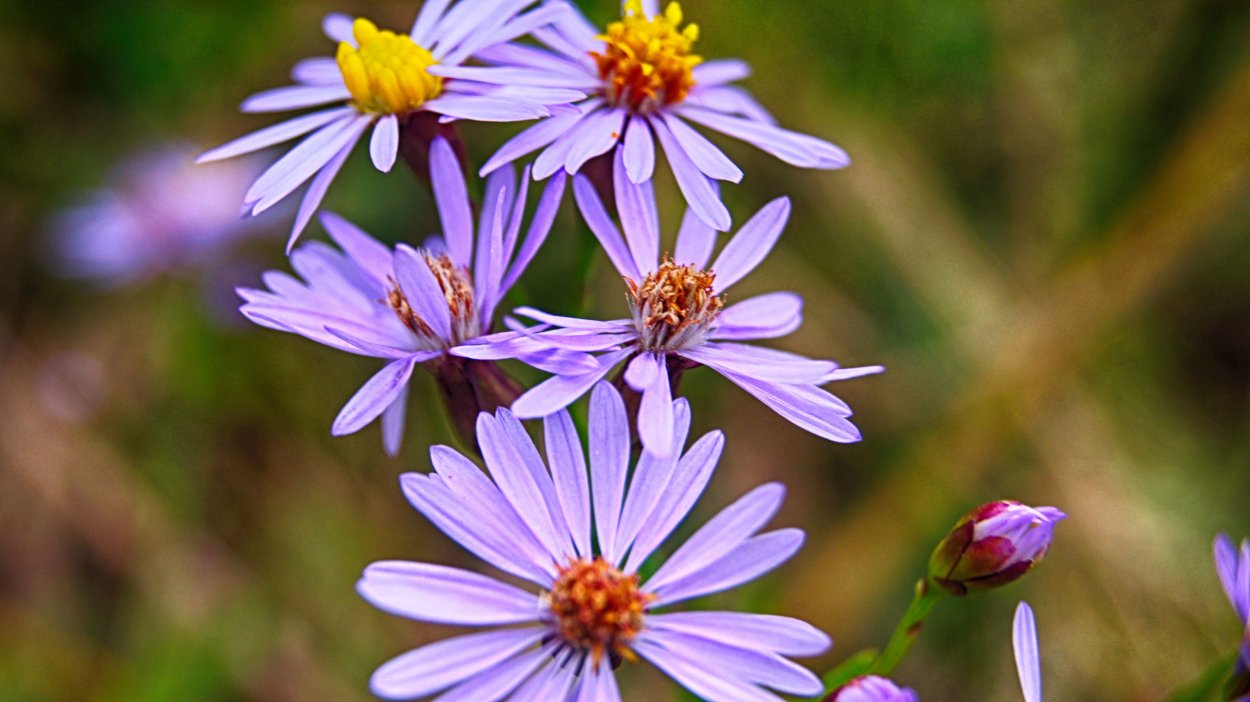 Кашка Клевер Луговой