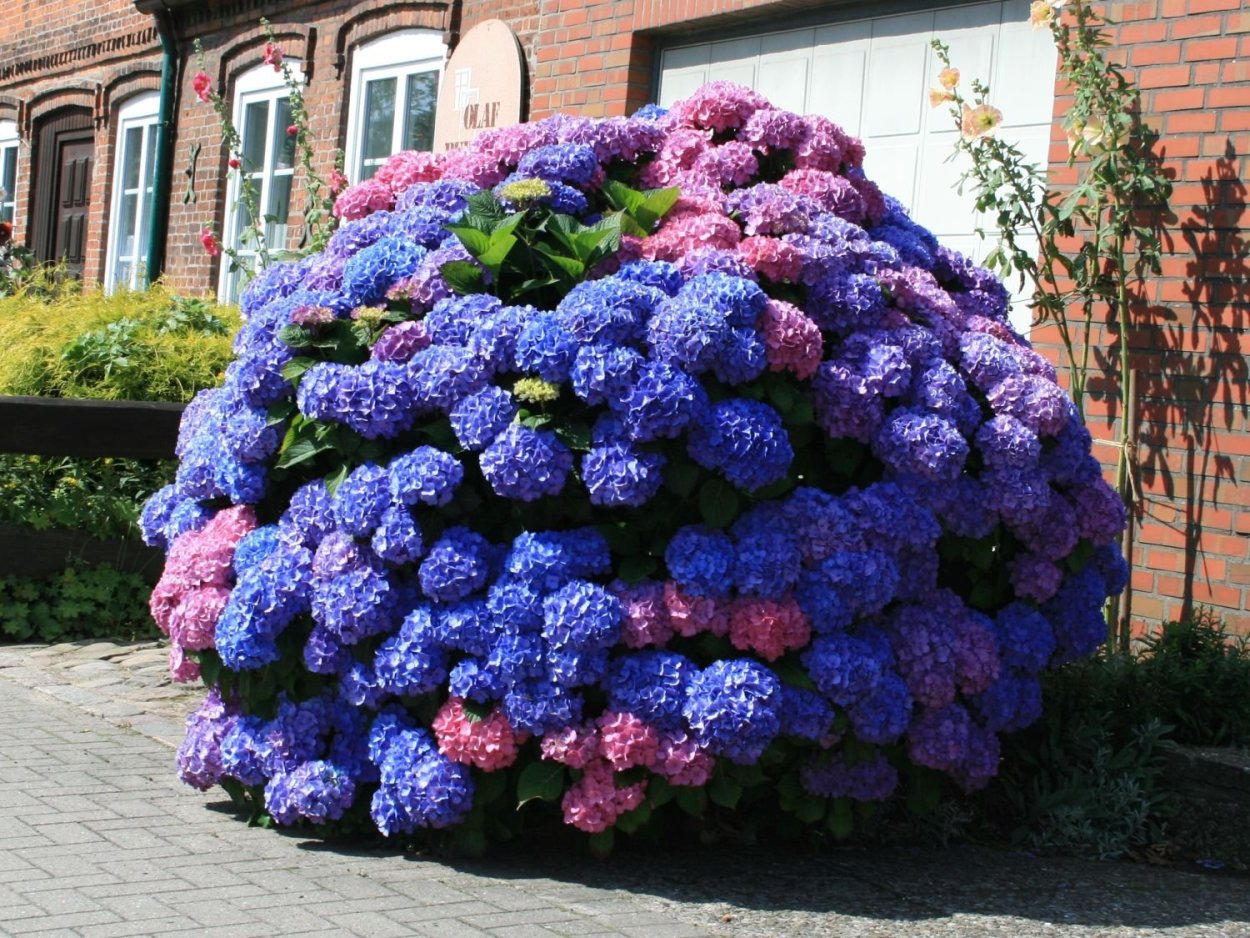 Гортензия букет Роуз крупнолистная в саду