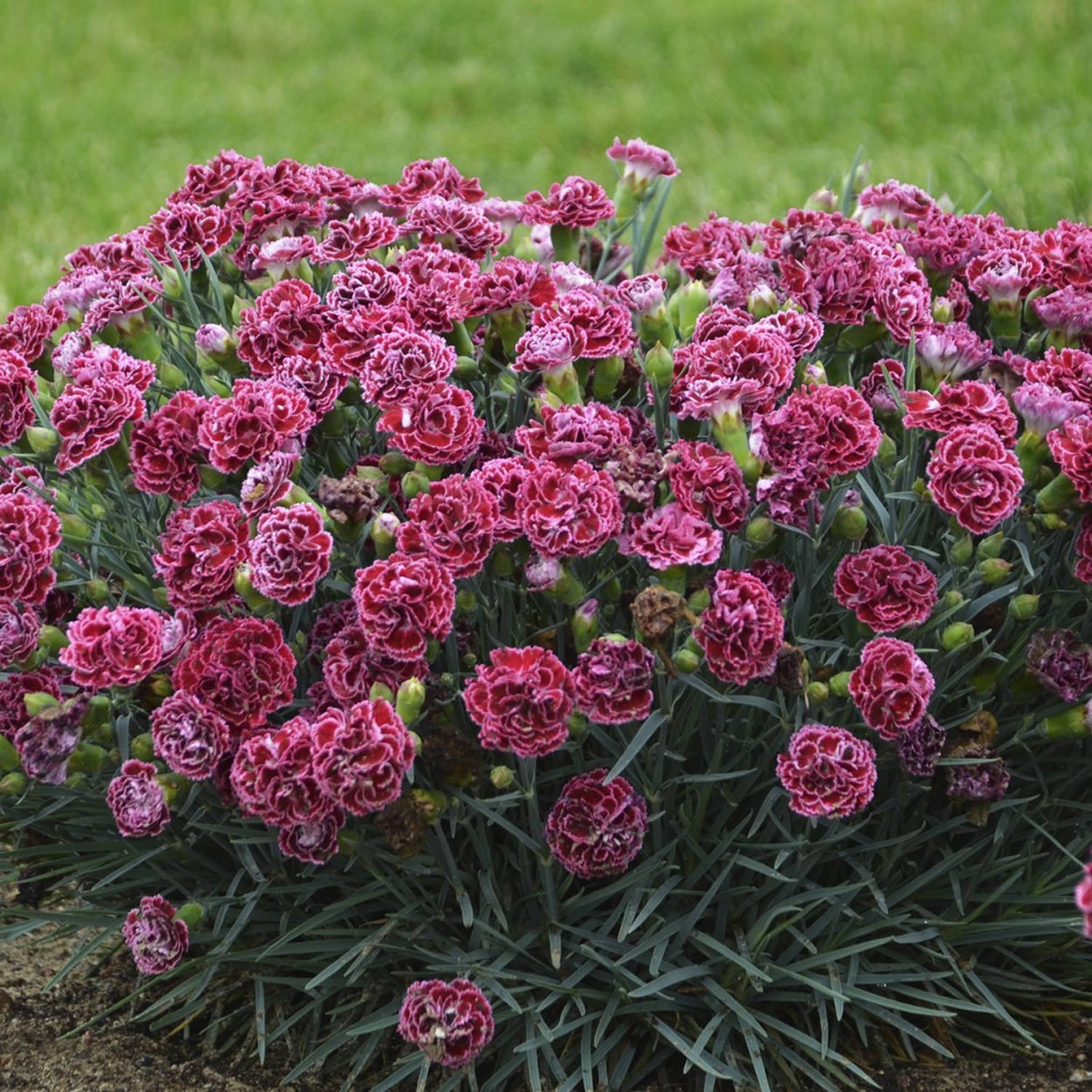 Гвоздика Садовая Шабо