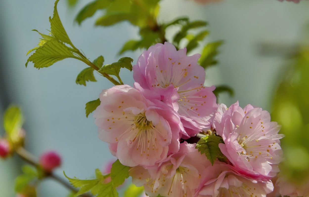 Фотообои Цветущий миндаль