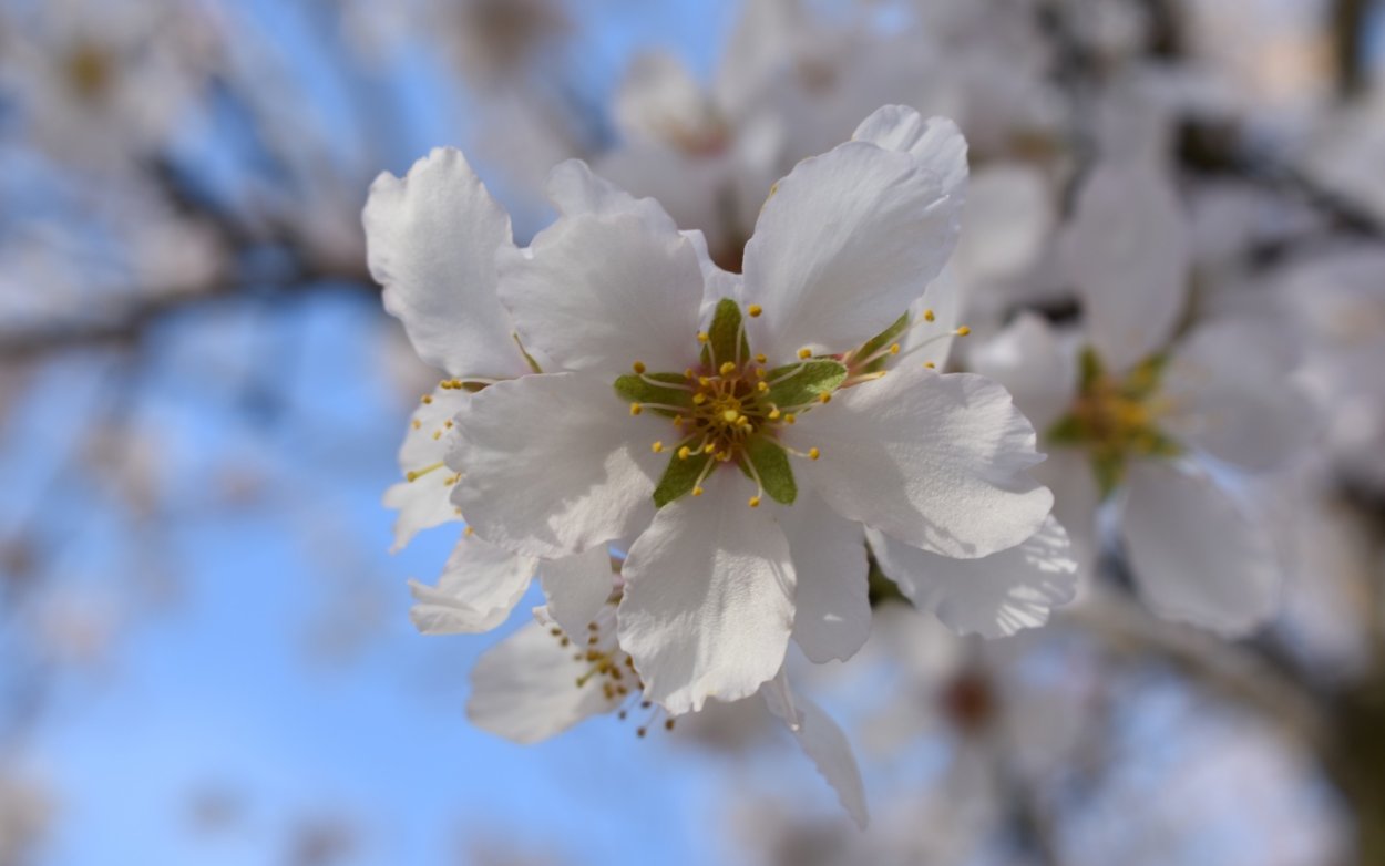 Весна цветение