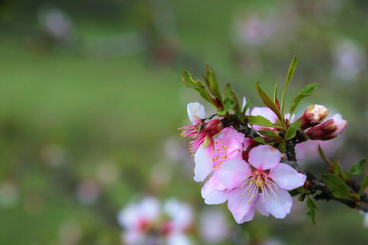 Цветущий миндаль обои на рабочий стол