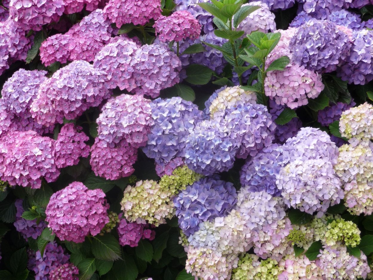 Гортензия метельчатая синяя