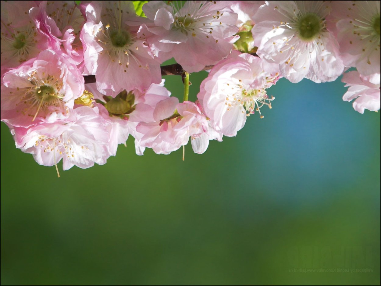 Цветение миндаля