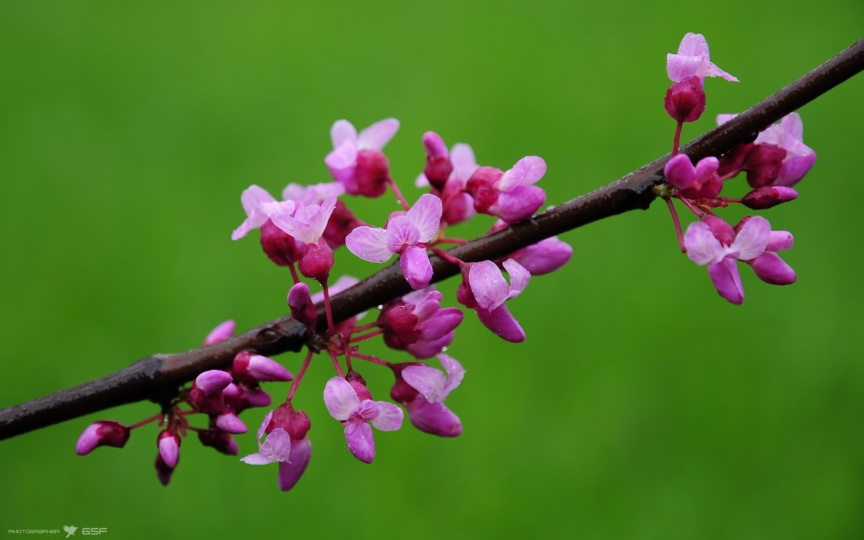 Миндаль черешковый