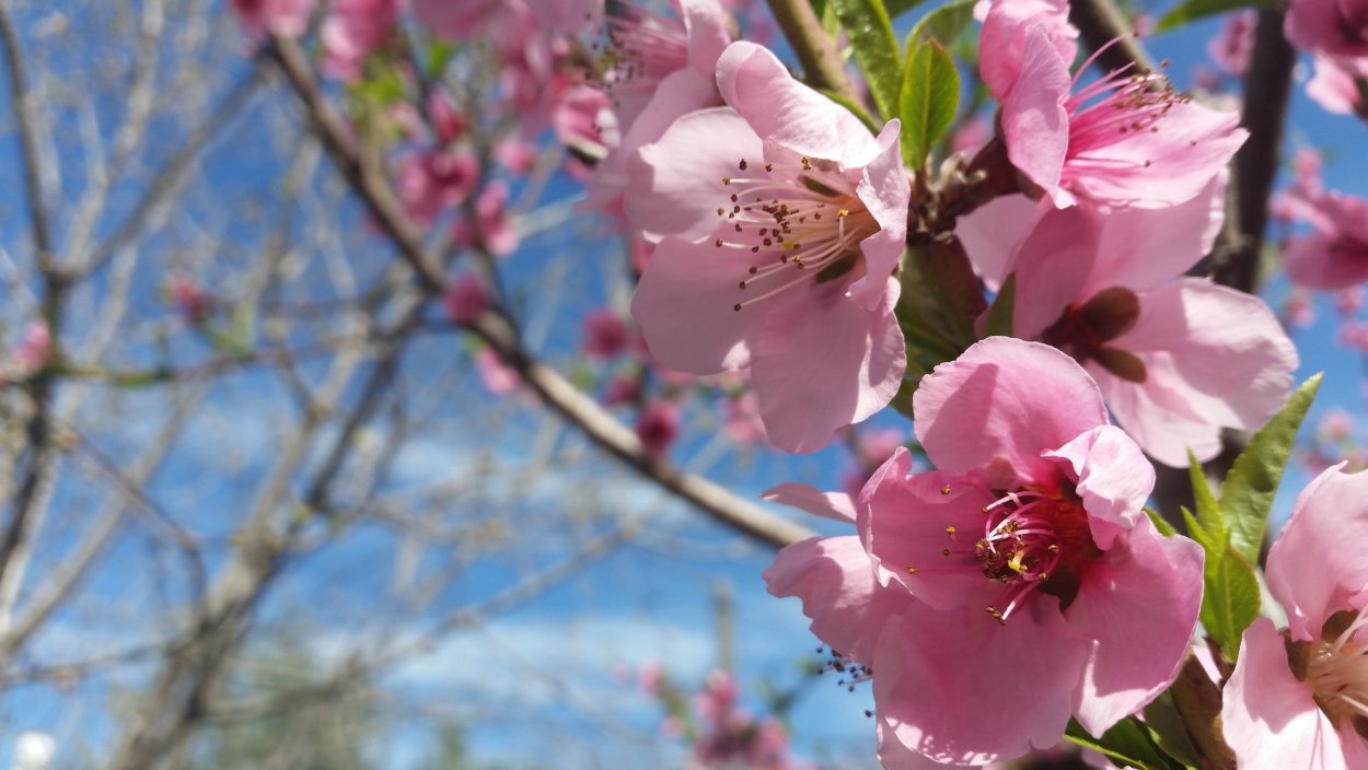 Цветущий миндаль Царицыно