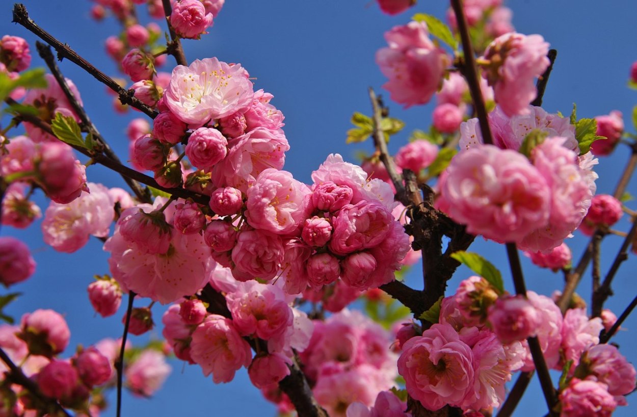 Миндаль дерево цветение