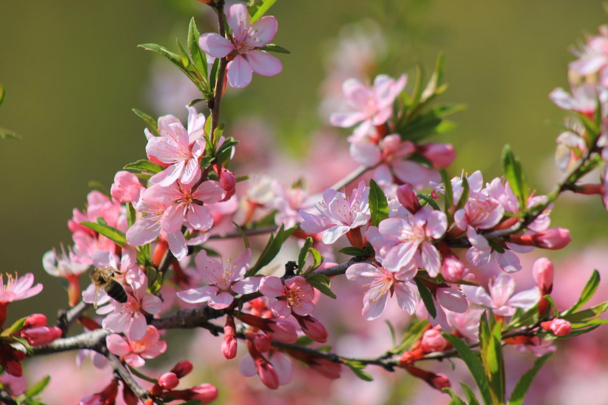 Миндаль Никитский 62