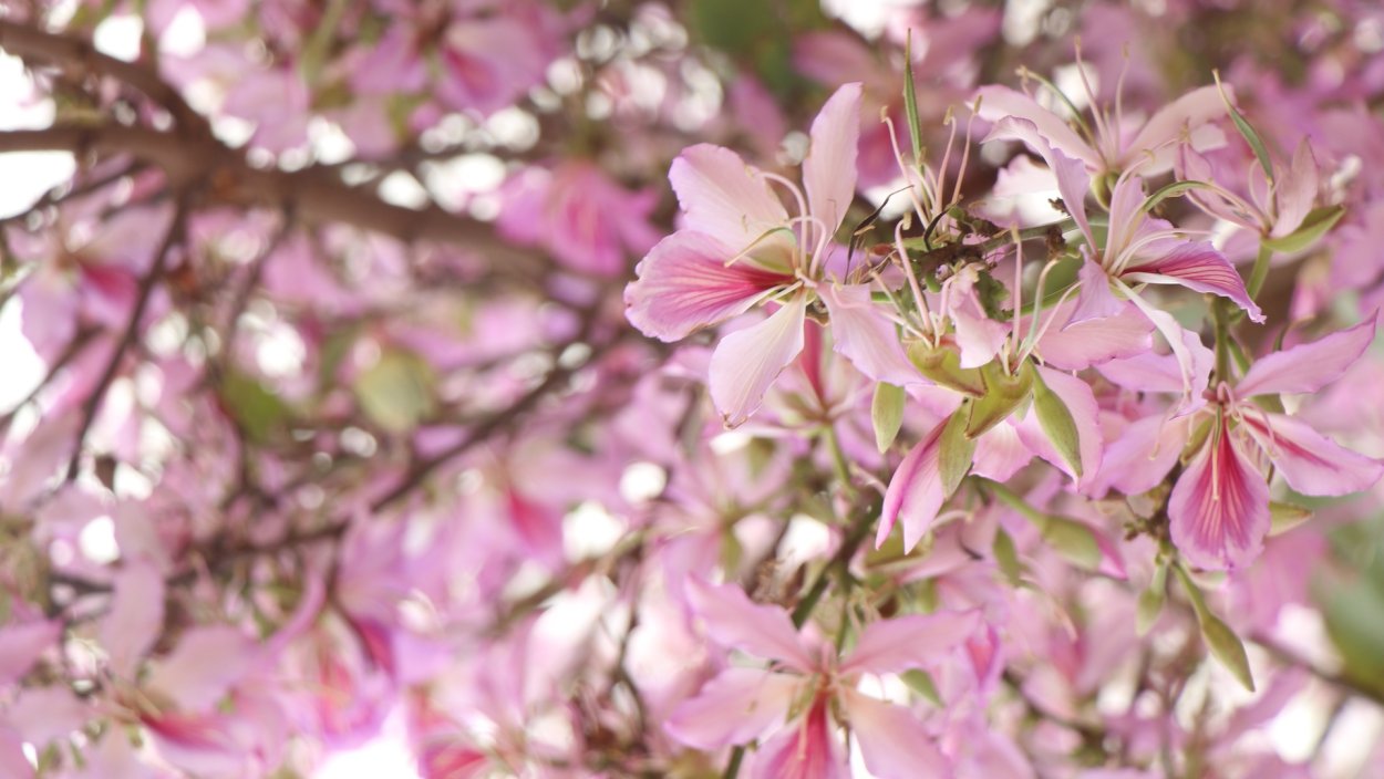 Миндальный цвет