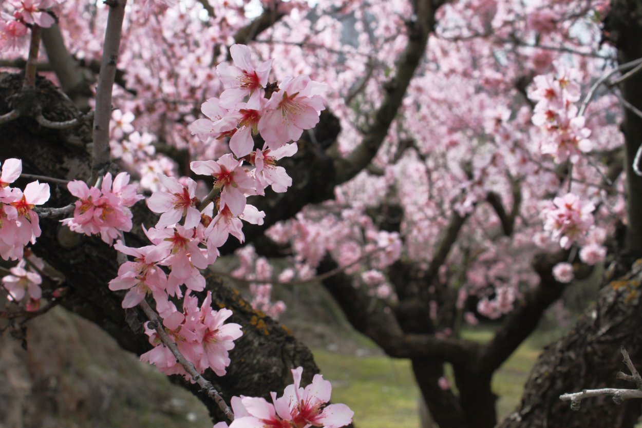 Миндаль дерево