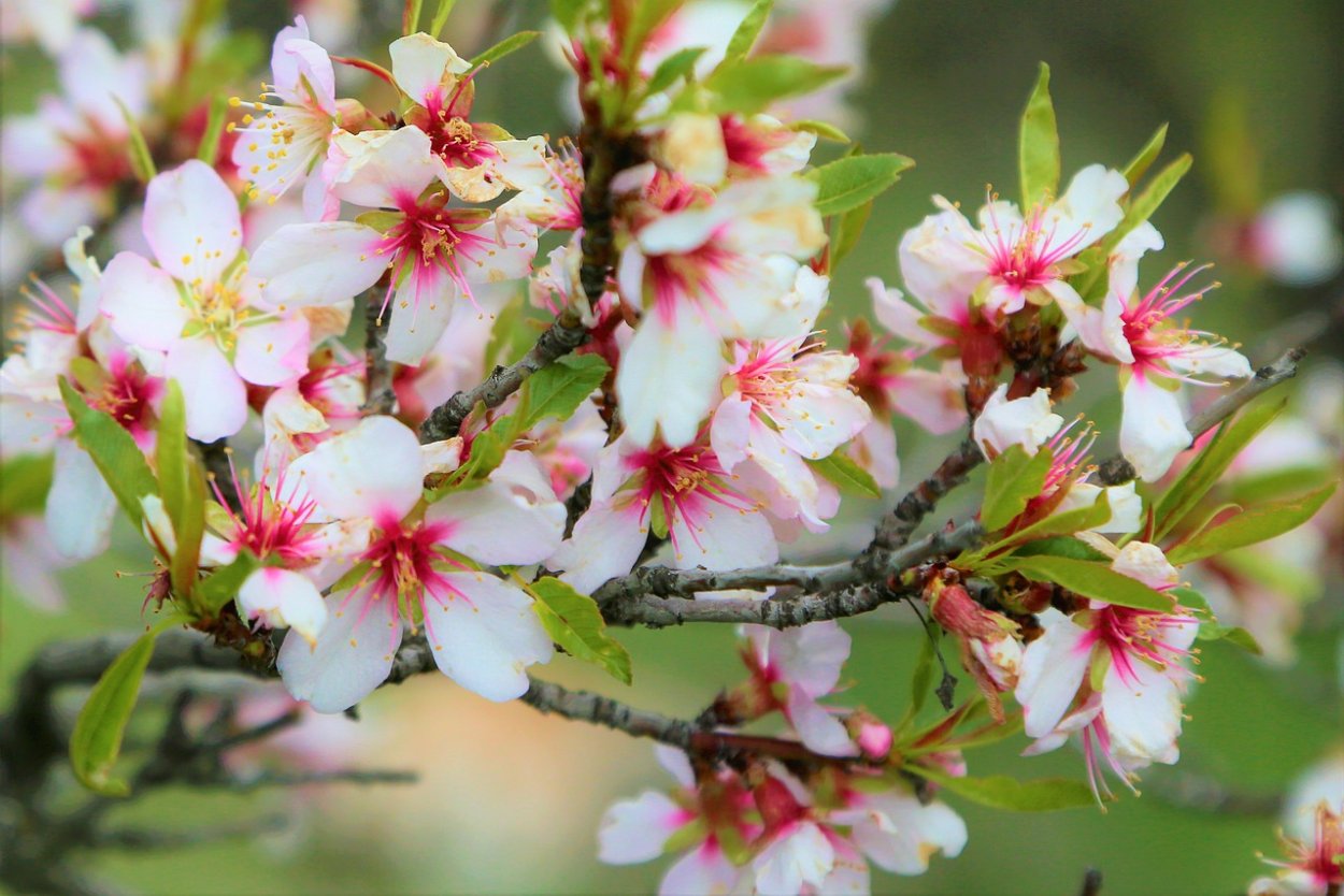 Цветение миндаля