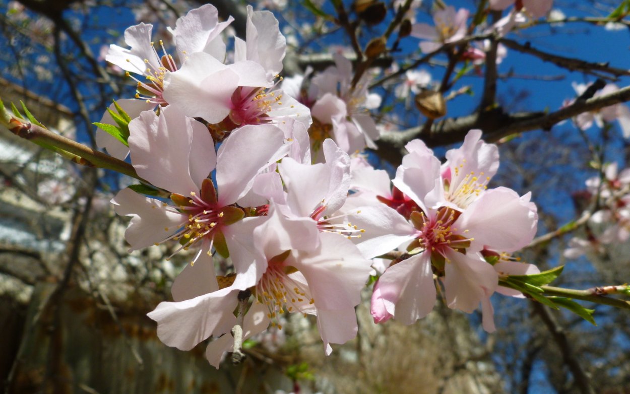 Цветение миндаля