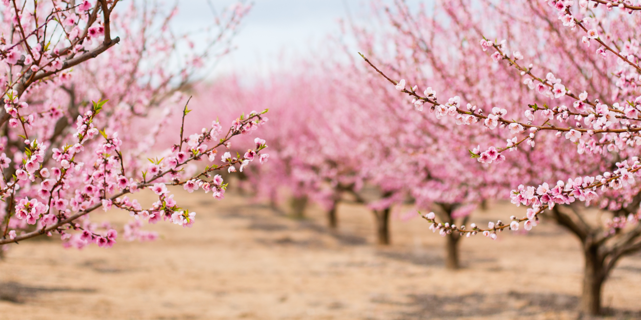 Персиковое дерево в цвету