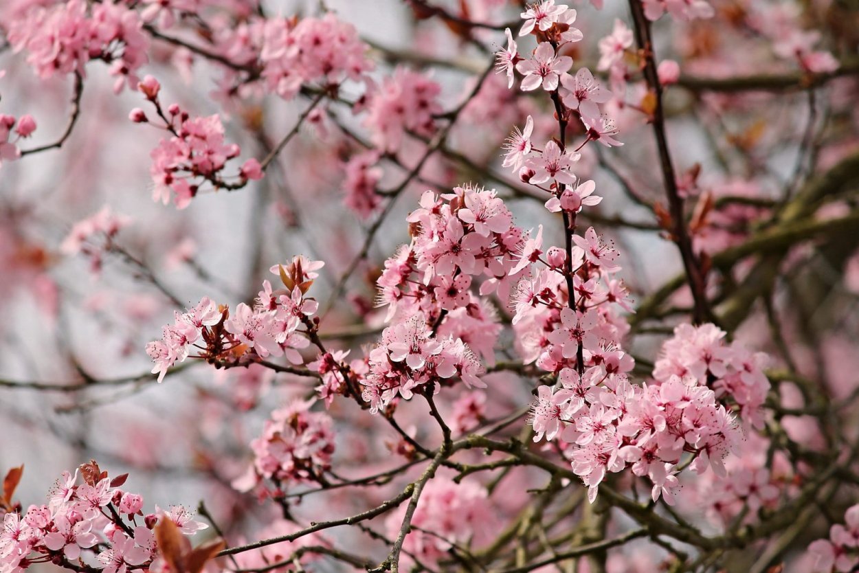 Дерево миндаль Сакура