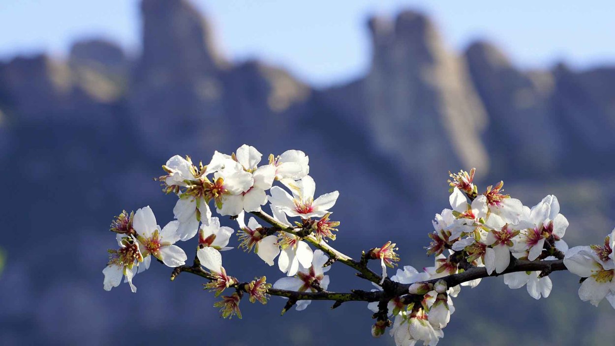Цветение миндаля в Турции