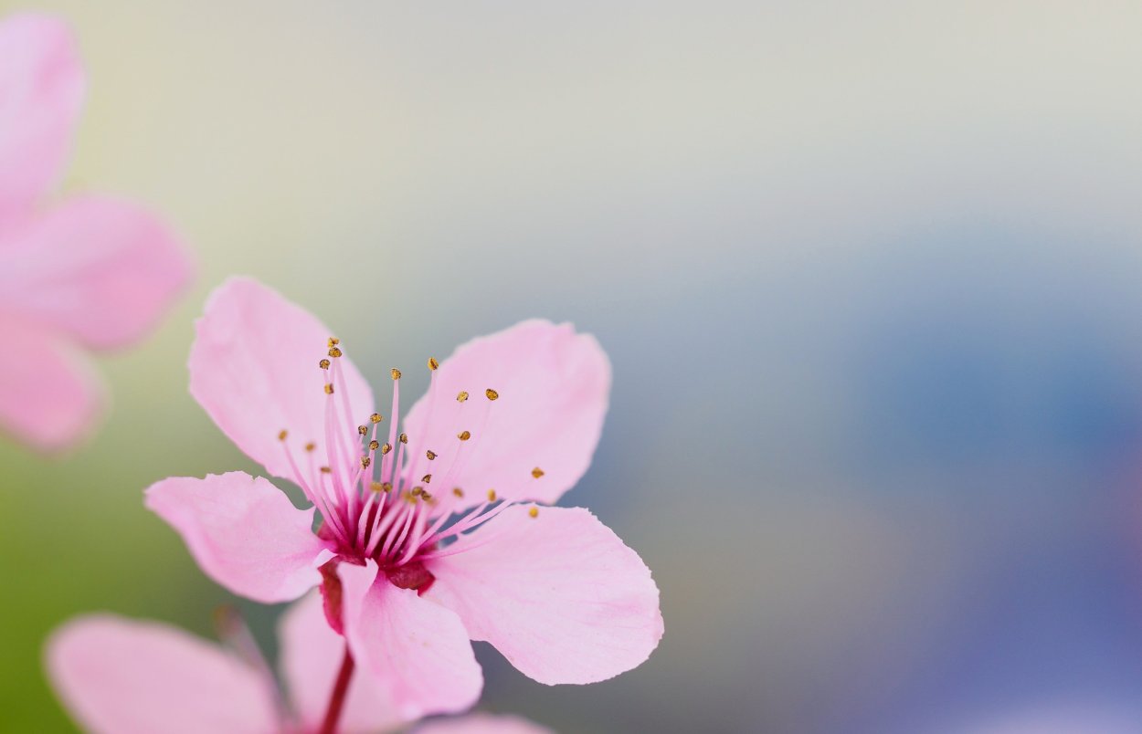 Лепестки вишни