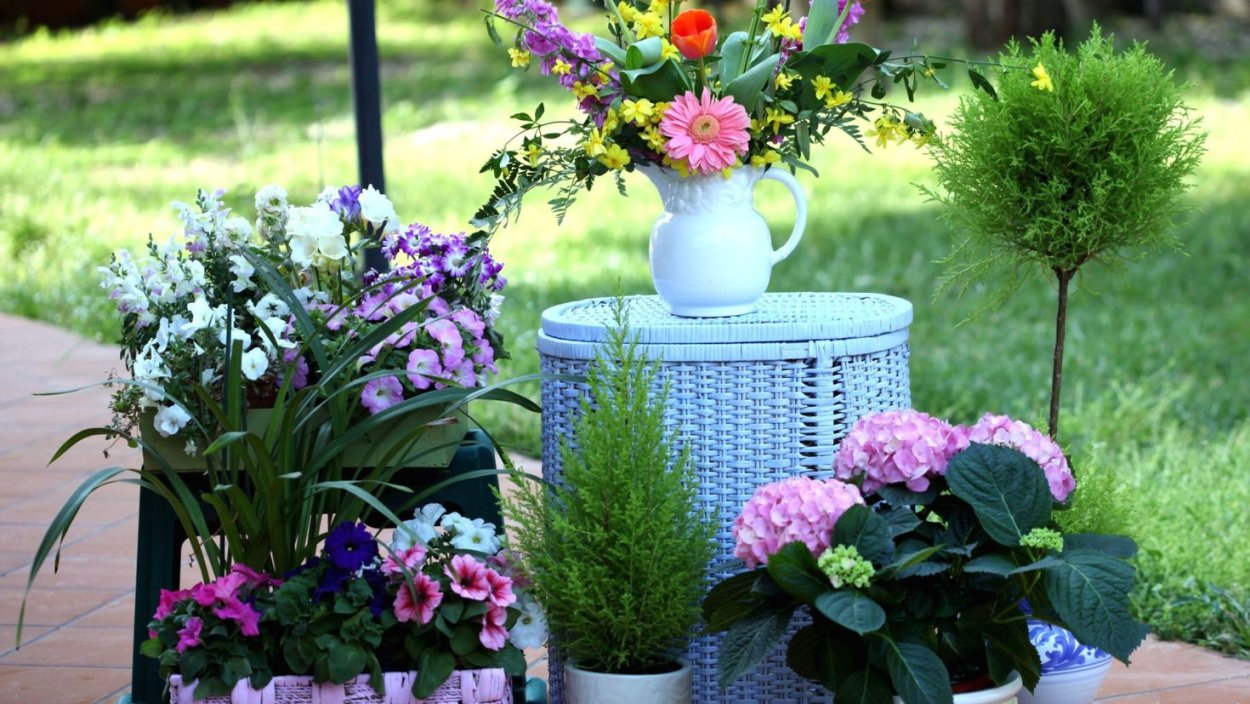 Цветы в горшках