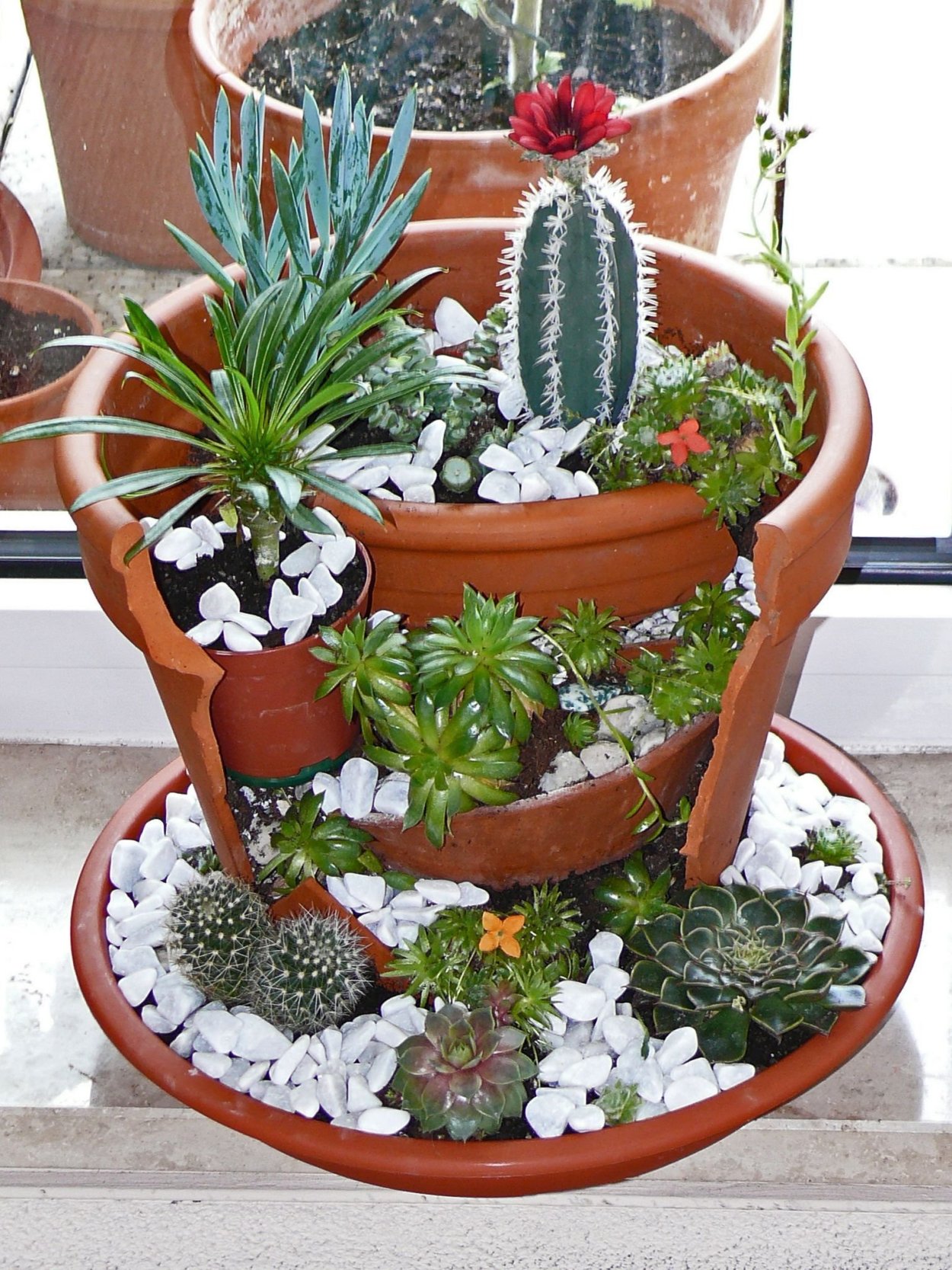 Мини сад Суккуленты мини сад Суккуленты