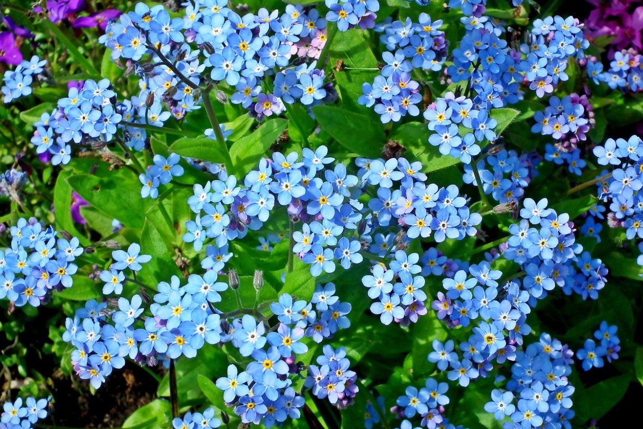 Незабудка Myosotis Myomark