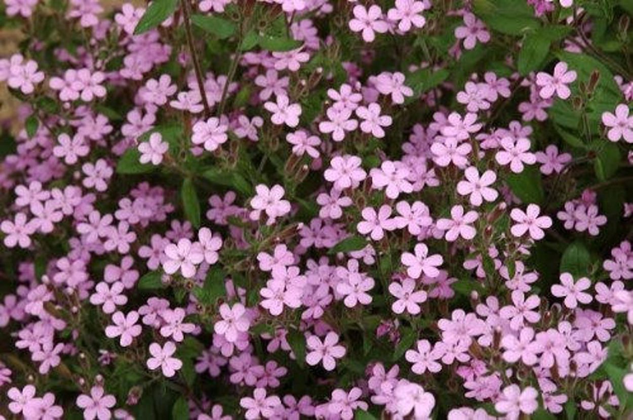 Незабудка Полевая (Myosotis arvensis)