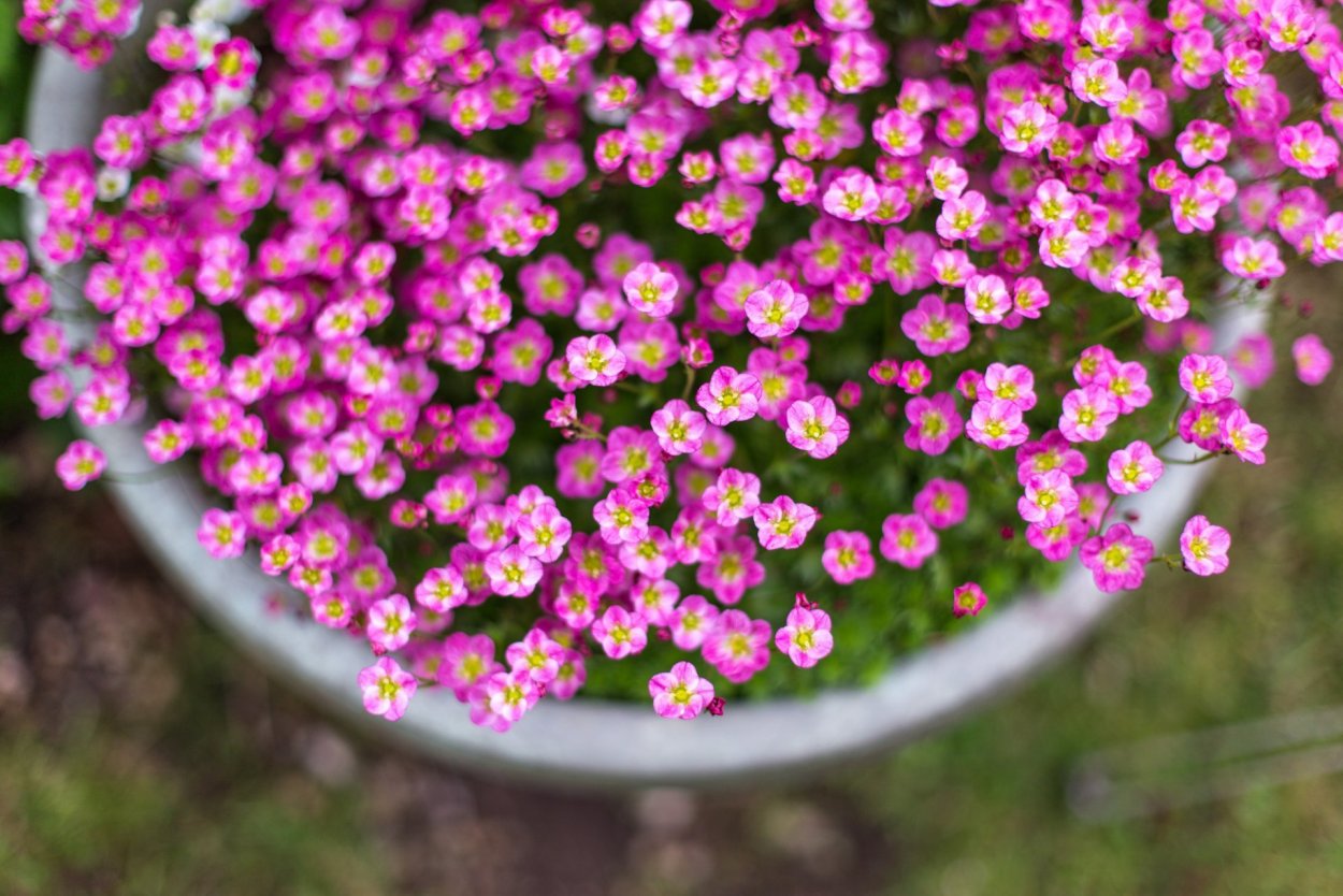 Алиссум морской (Lobularia maritima) "tiny tim"
