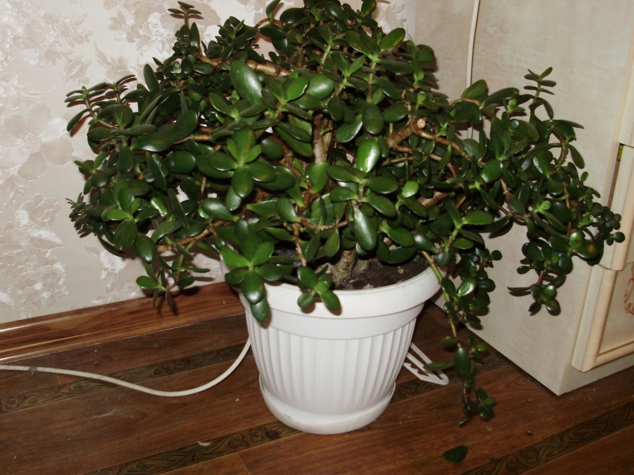 Crassula spathulata толстянка
