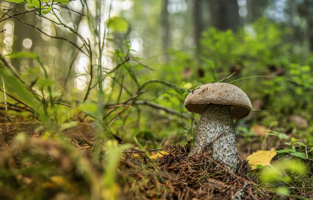 Подберёзовик пепельно-серый