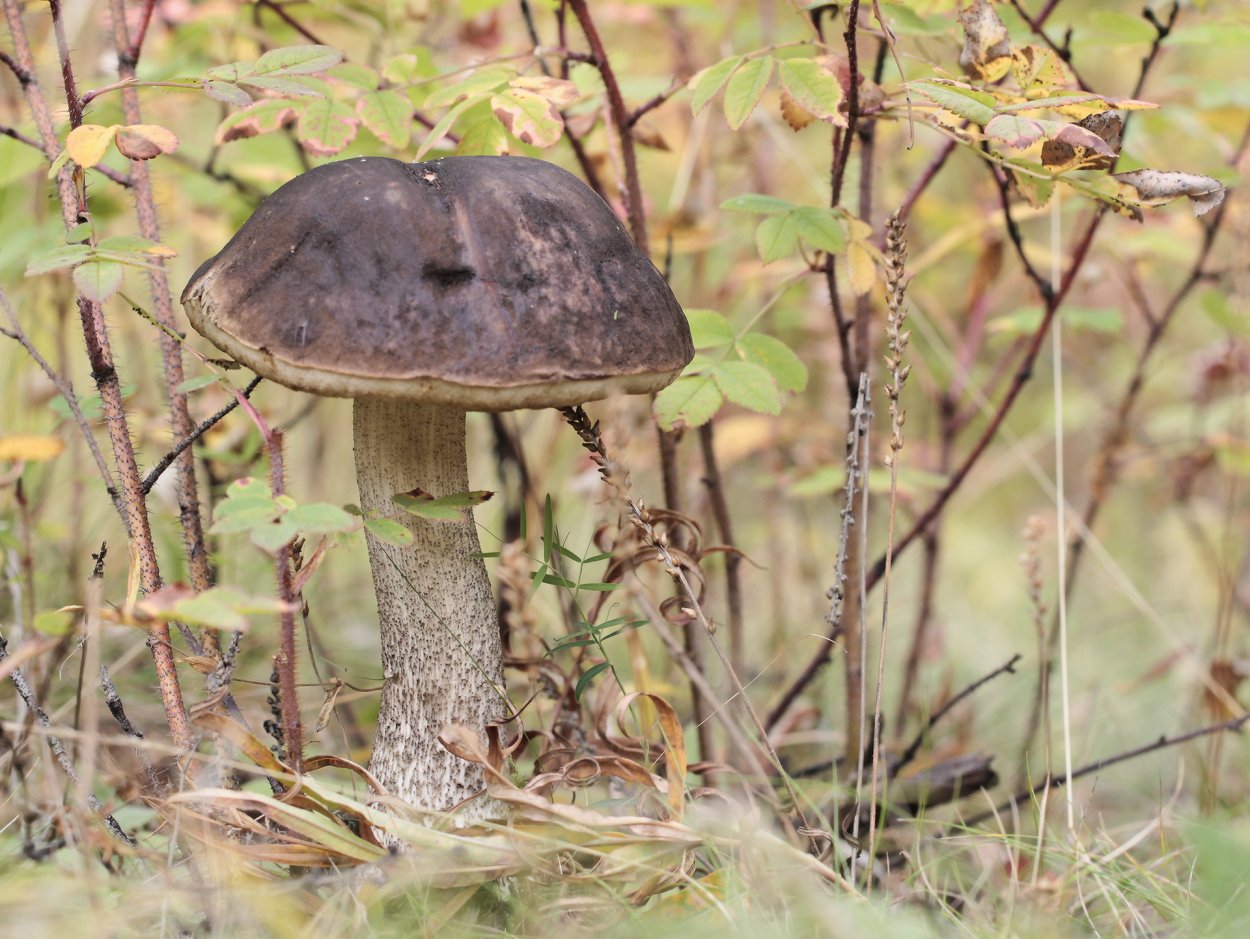 Подберёзовик Болетовые