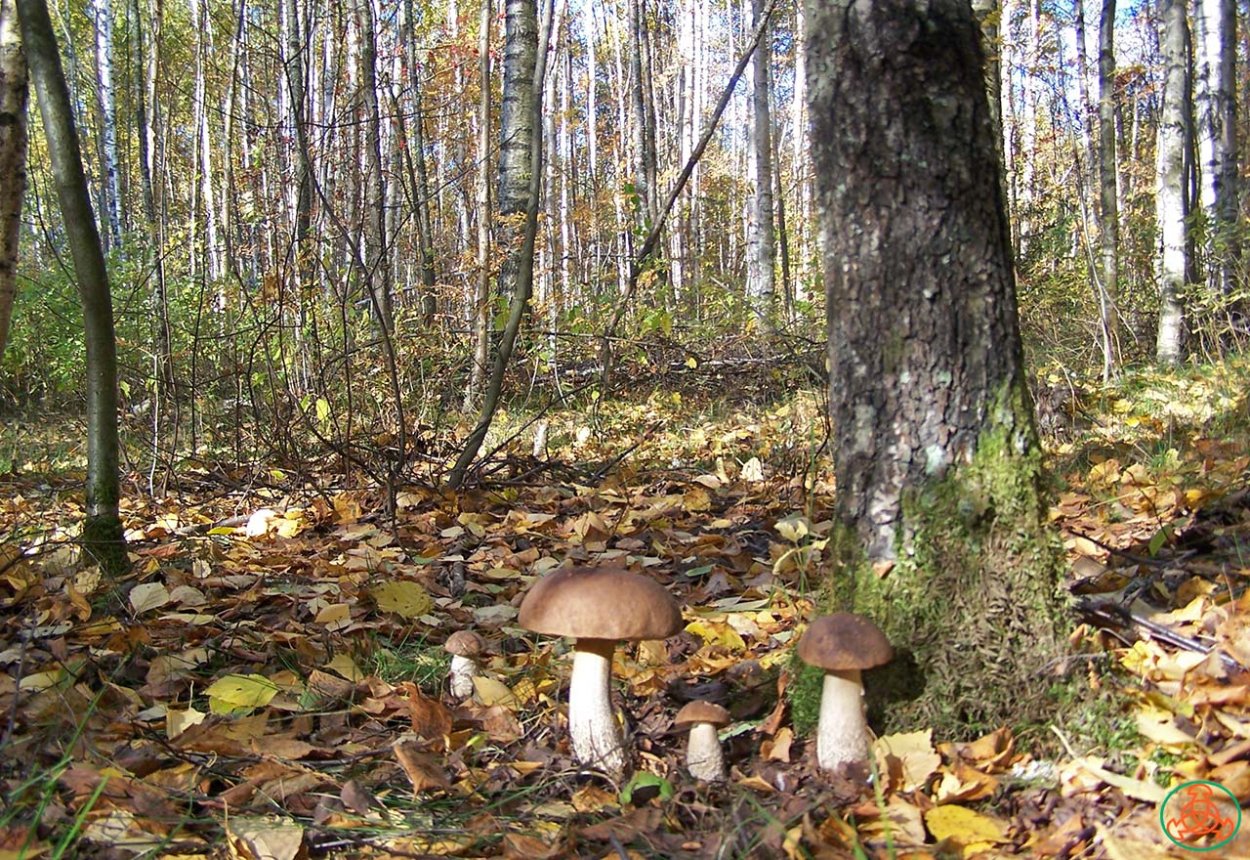 Подберезовики в лесу