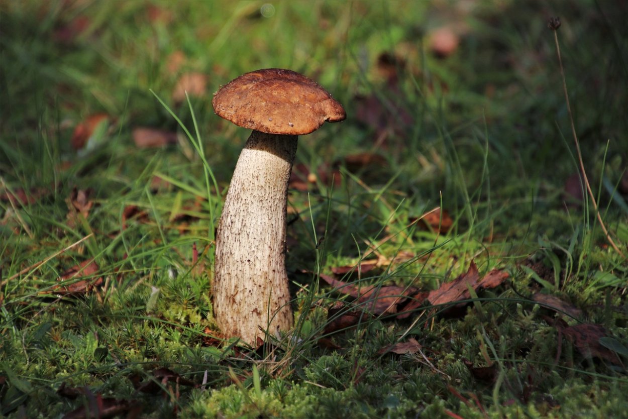 Гриб вверх ногами