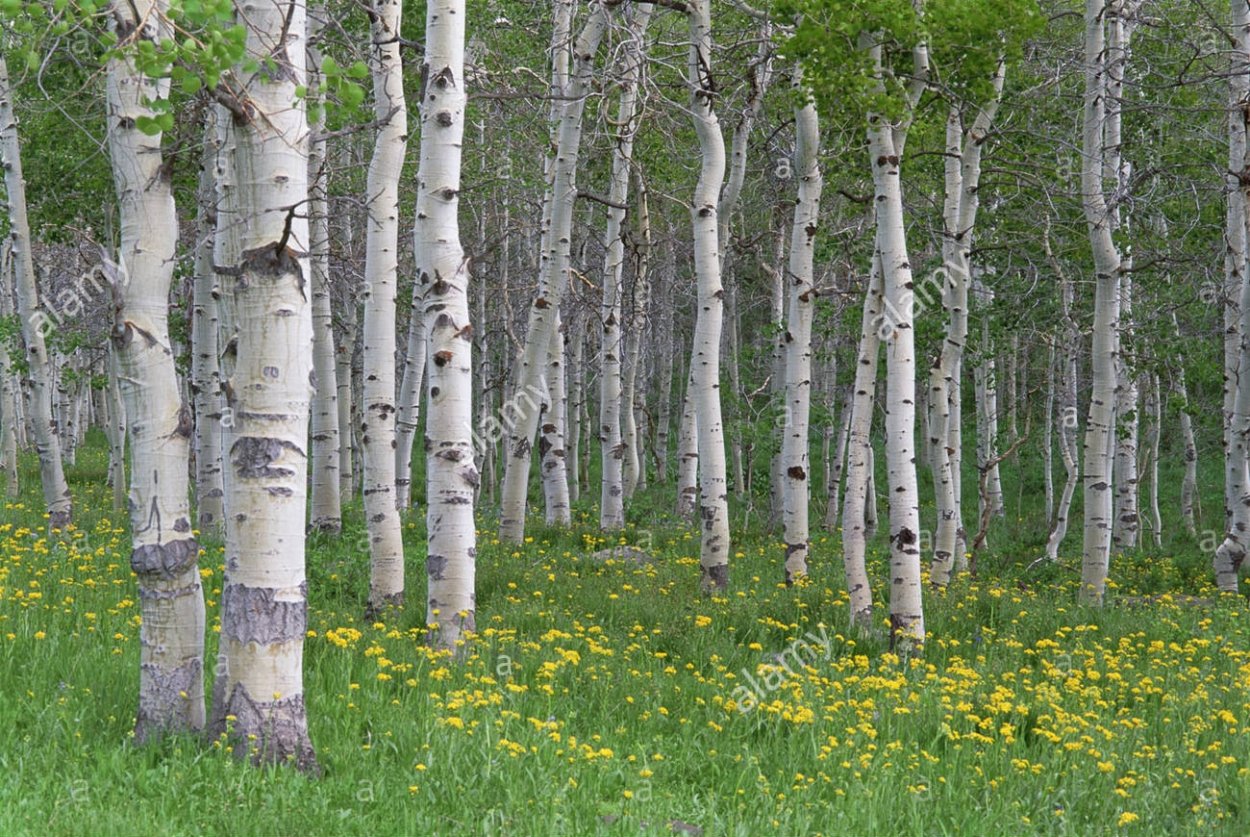 Обои на рабочий стол лес грибы