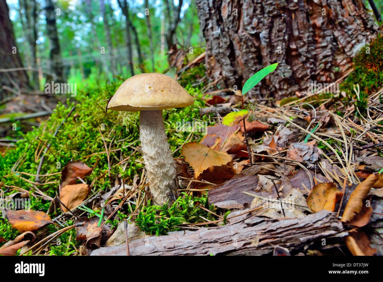 Подберезовик береза Березняк Березка