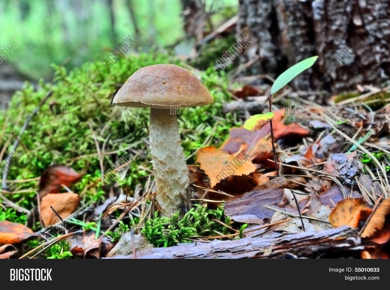 Съедобные грибы подберезовик