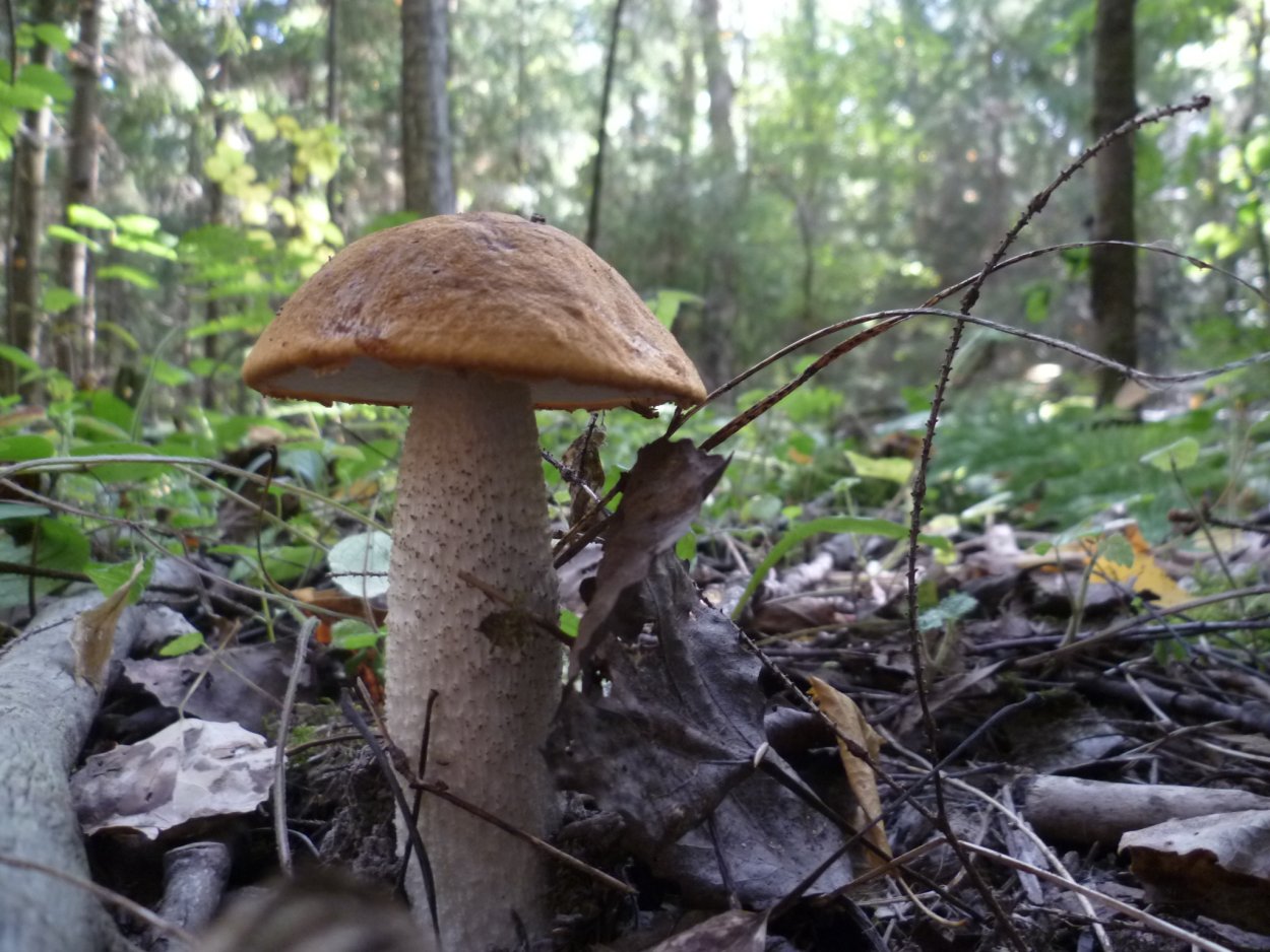 Подберёзовик Лесной