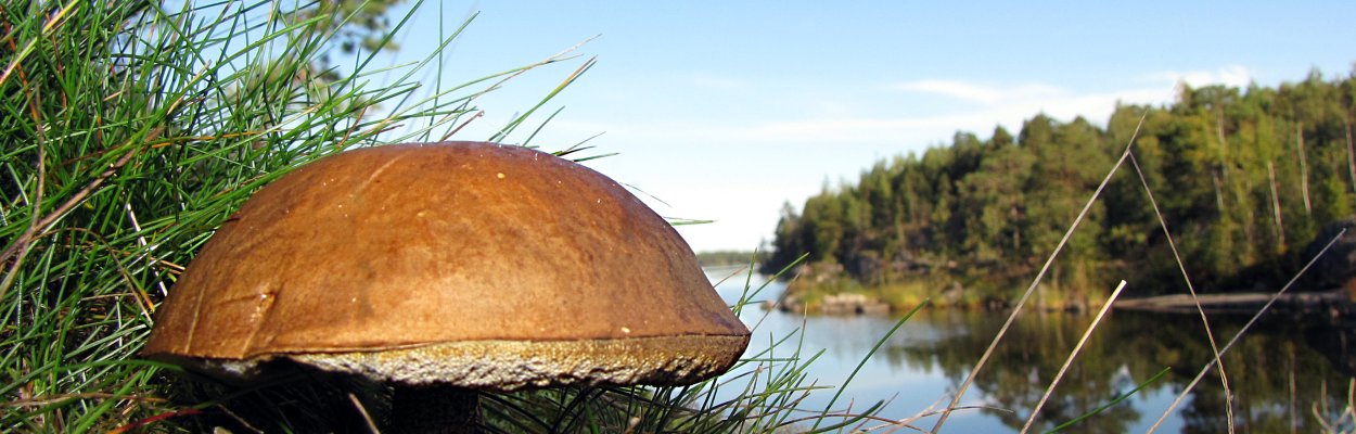 Подберёзовик обыкновенный и береза