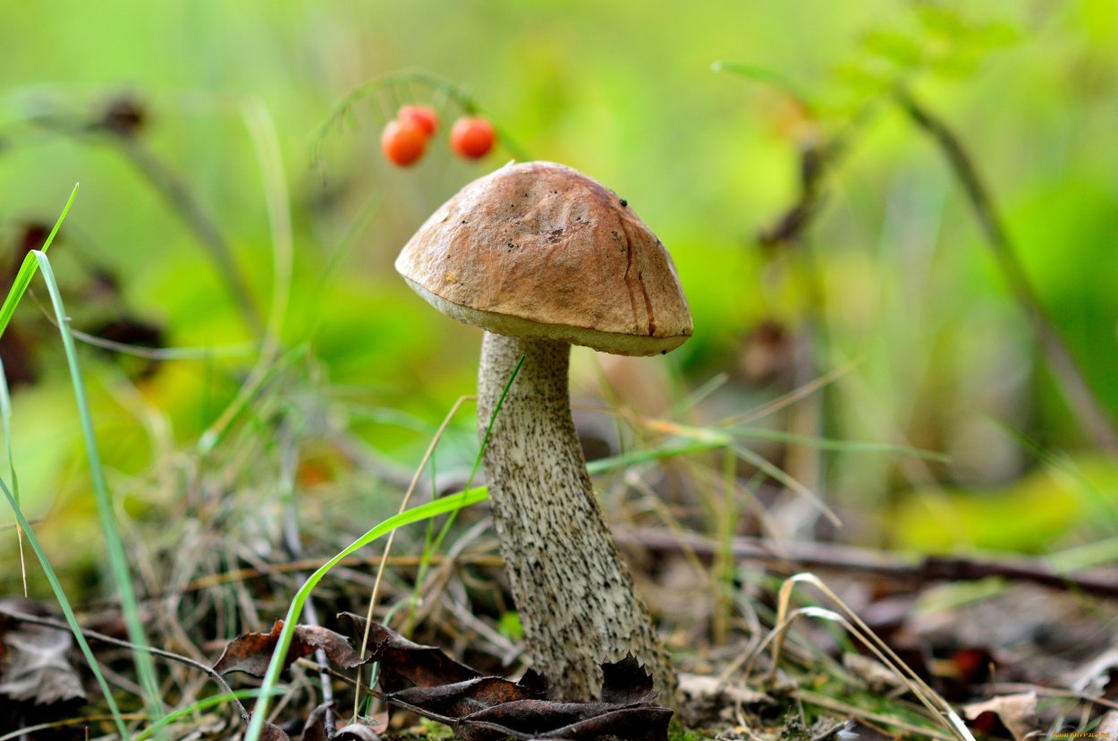 Подберезовик гриб