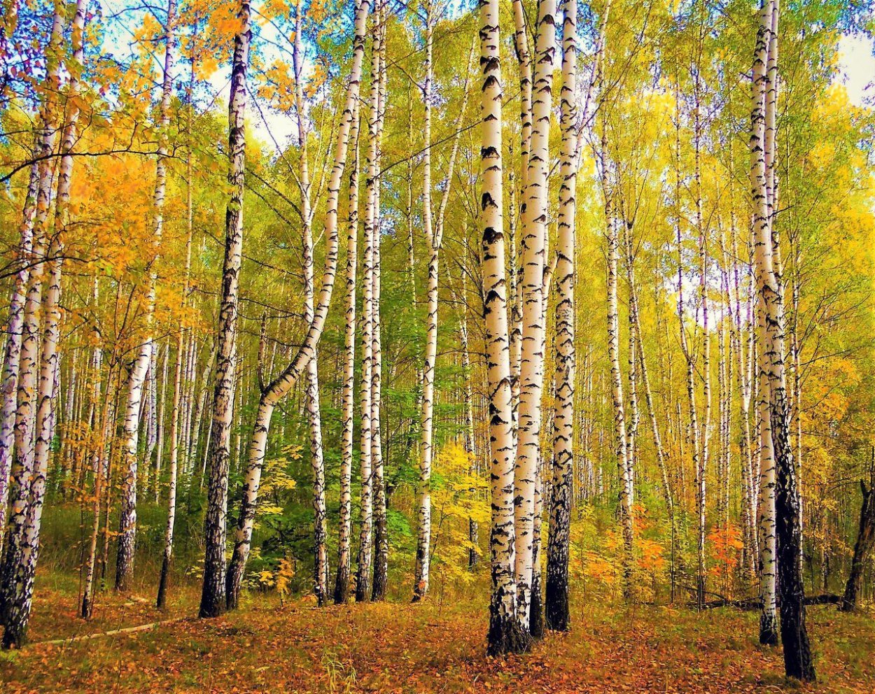 Карельская береза саженцы