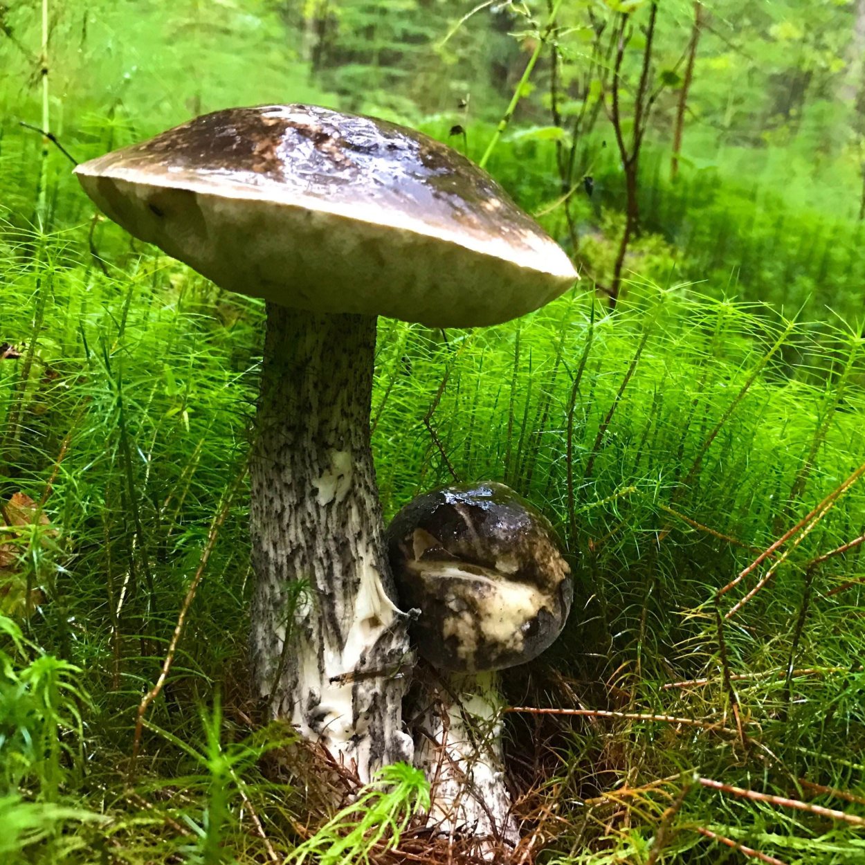 Гриб обабок Лесной