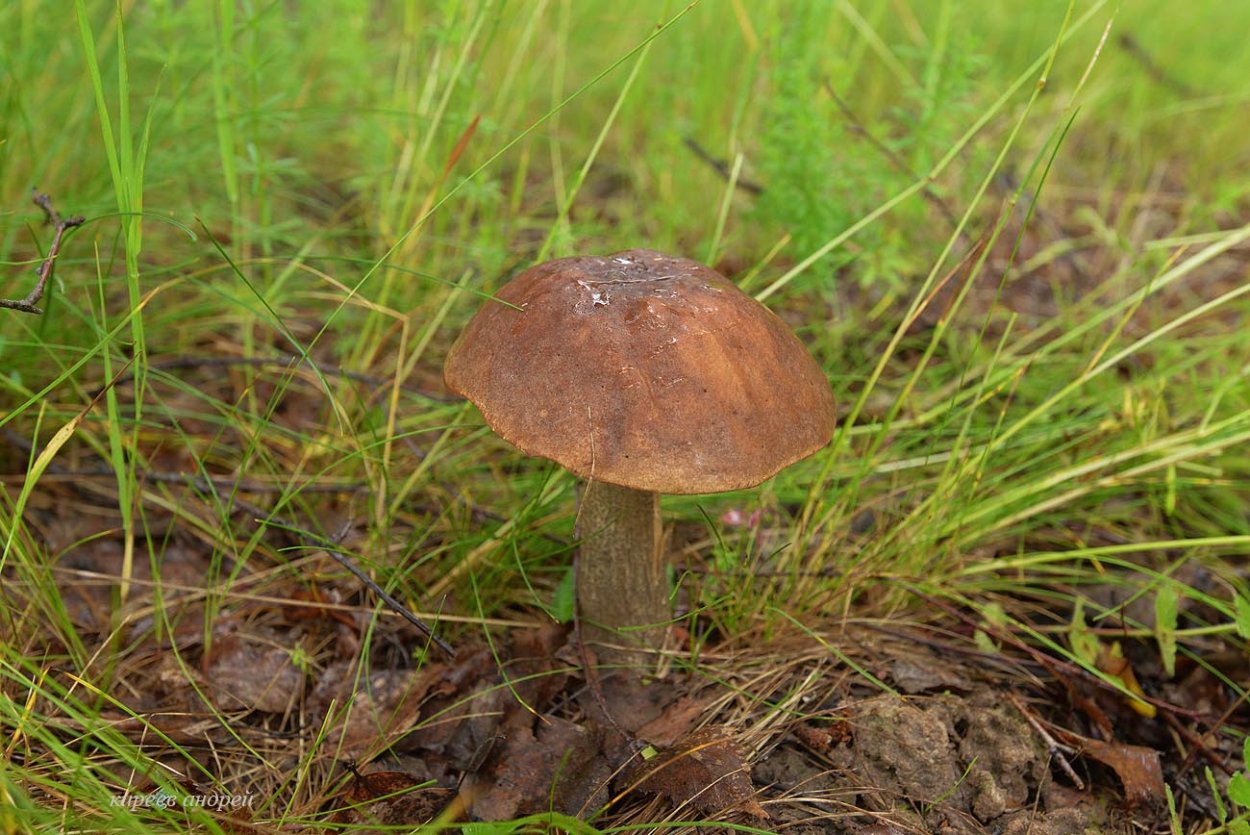 Королевский подберезовик
