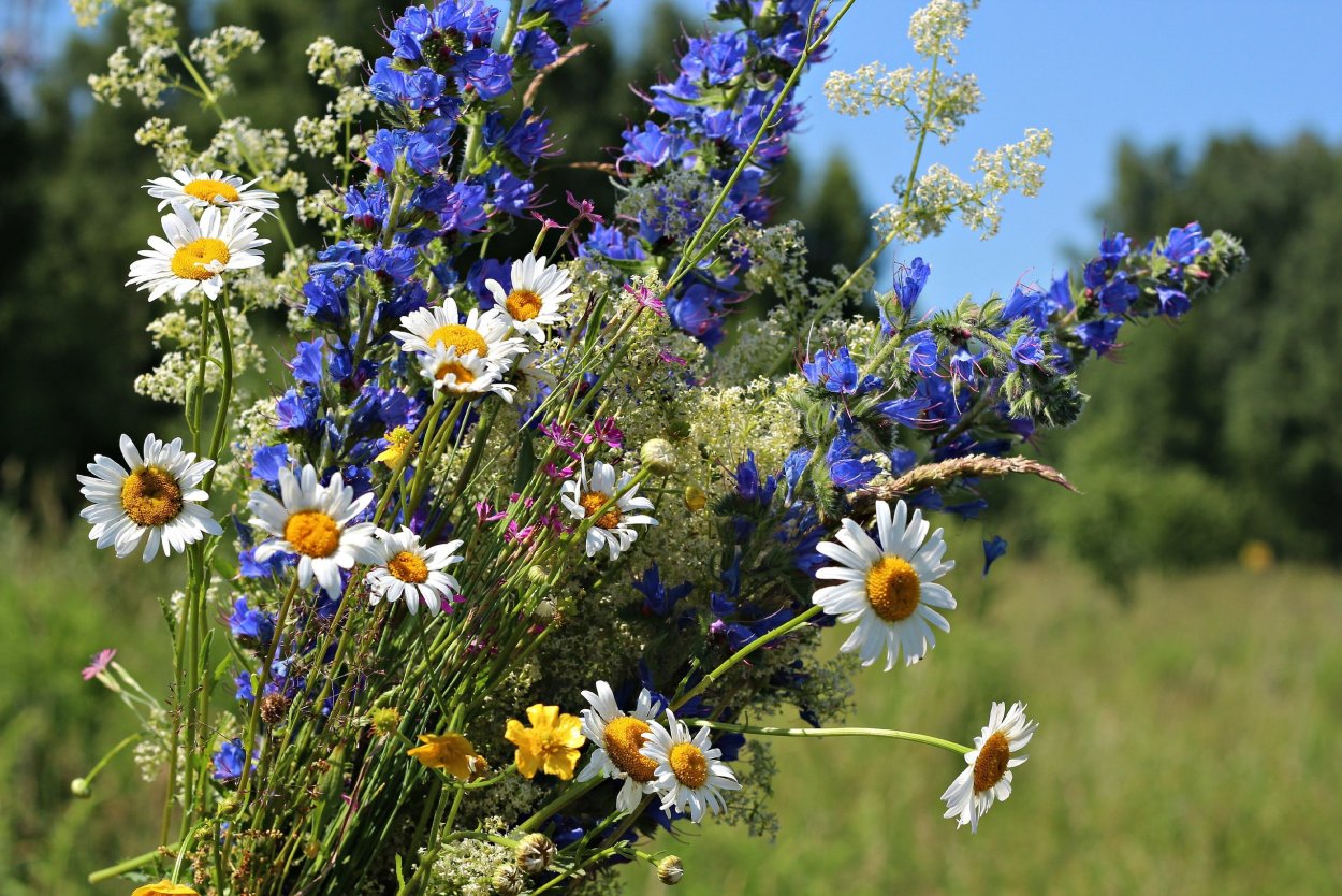 Васильки в поле
