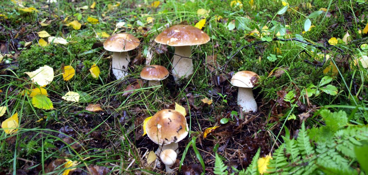 Чаудинский белый гриб