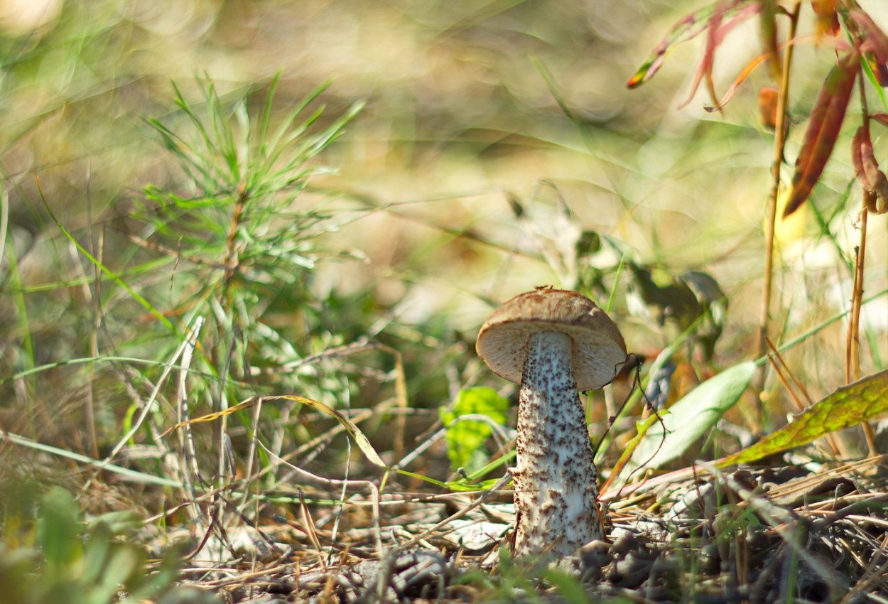Birch Bolete