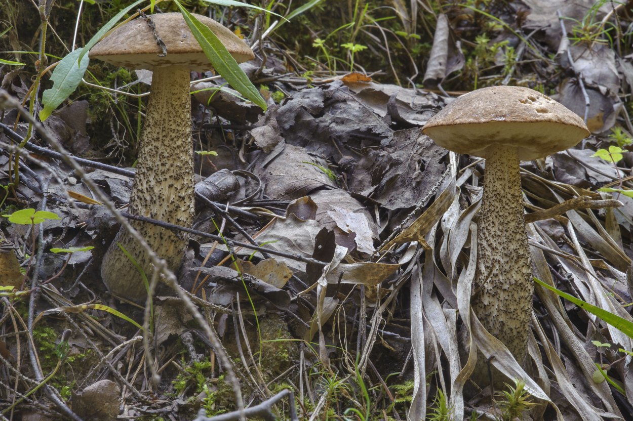 Боровик Болетовые белый