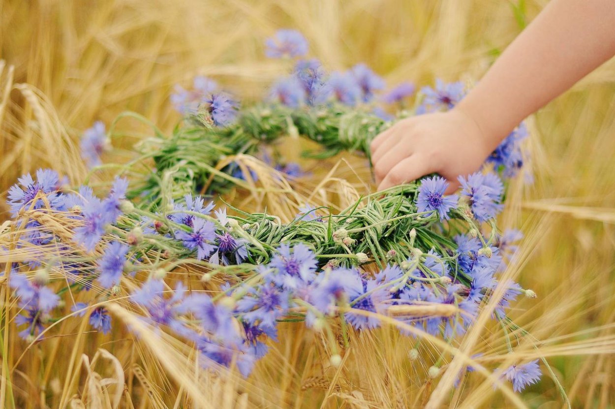 Ромашко Васильковое поле