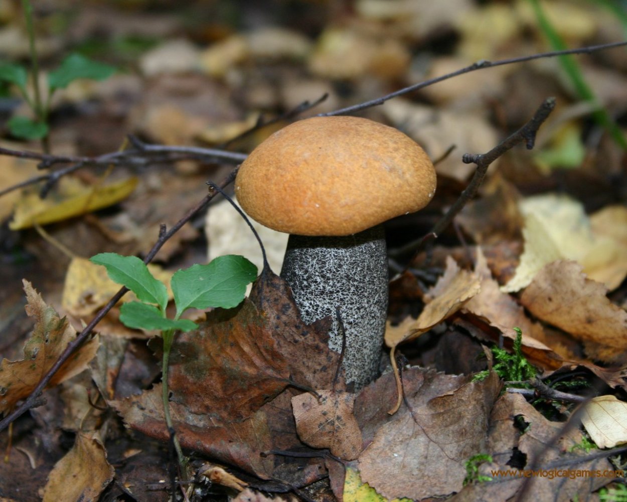 Береза и подберезовик