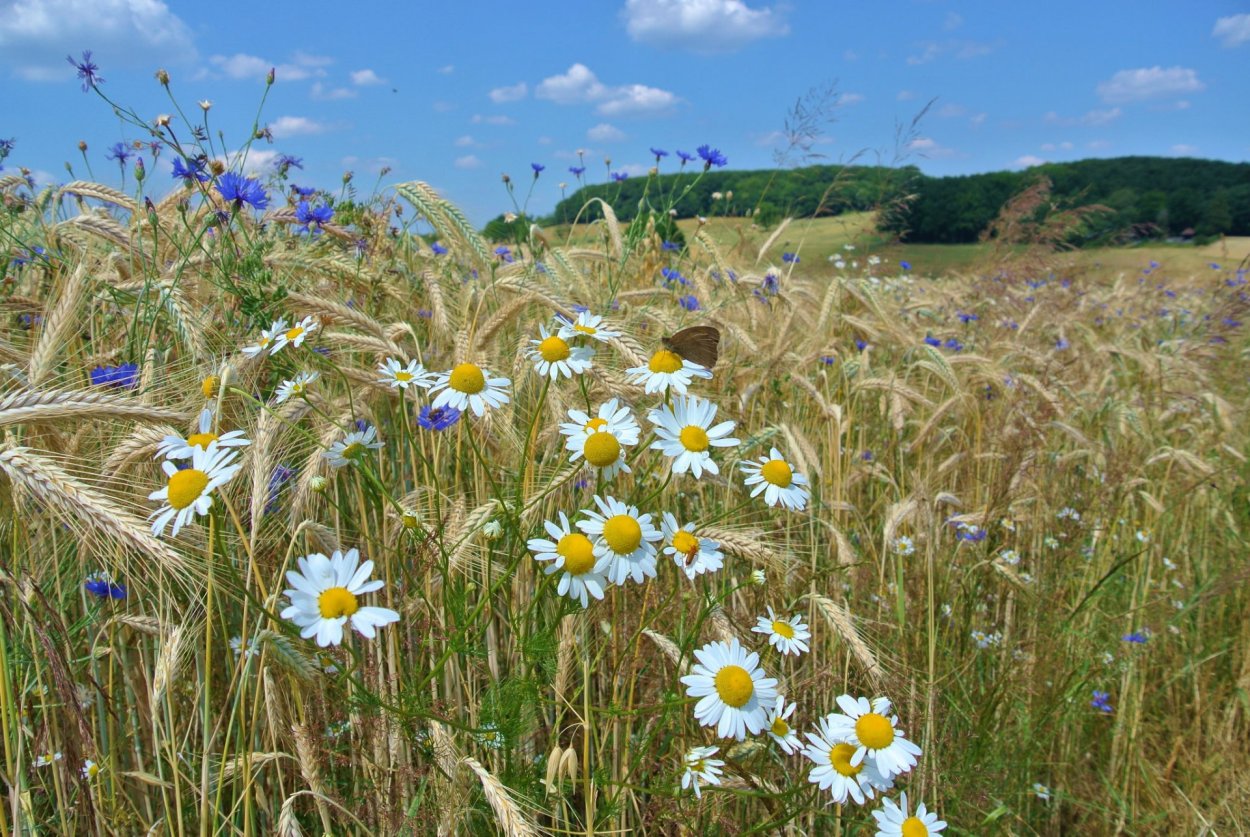 Ромашко Васильковое поле