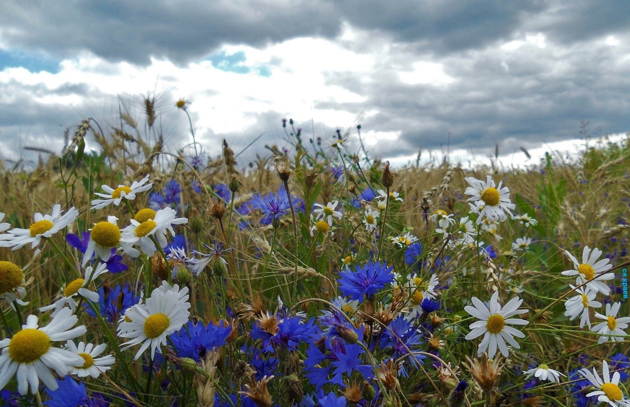Василек Ясная Поляна