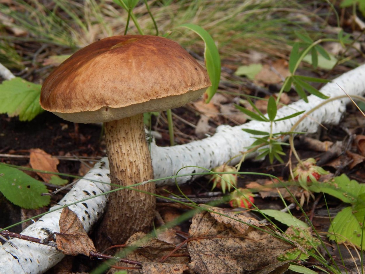 Подберезовик обабок