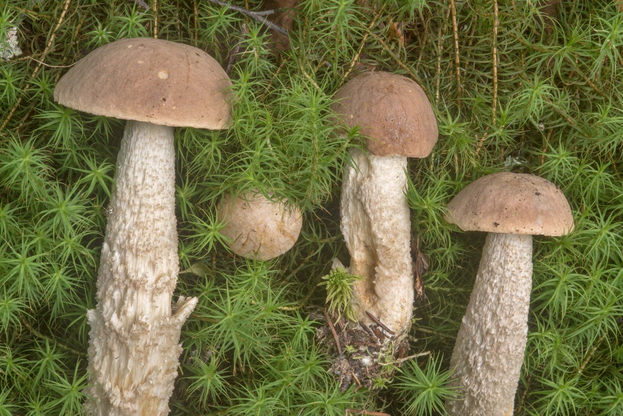 Грибник для детей