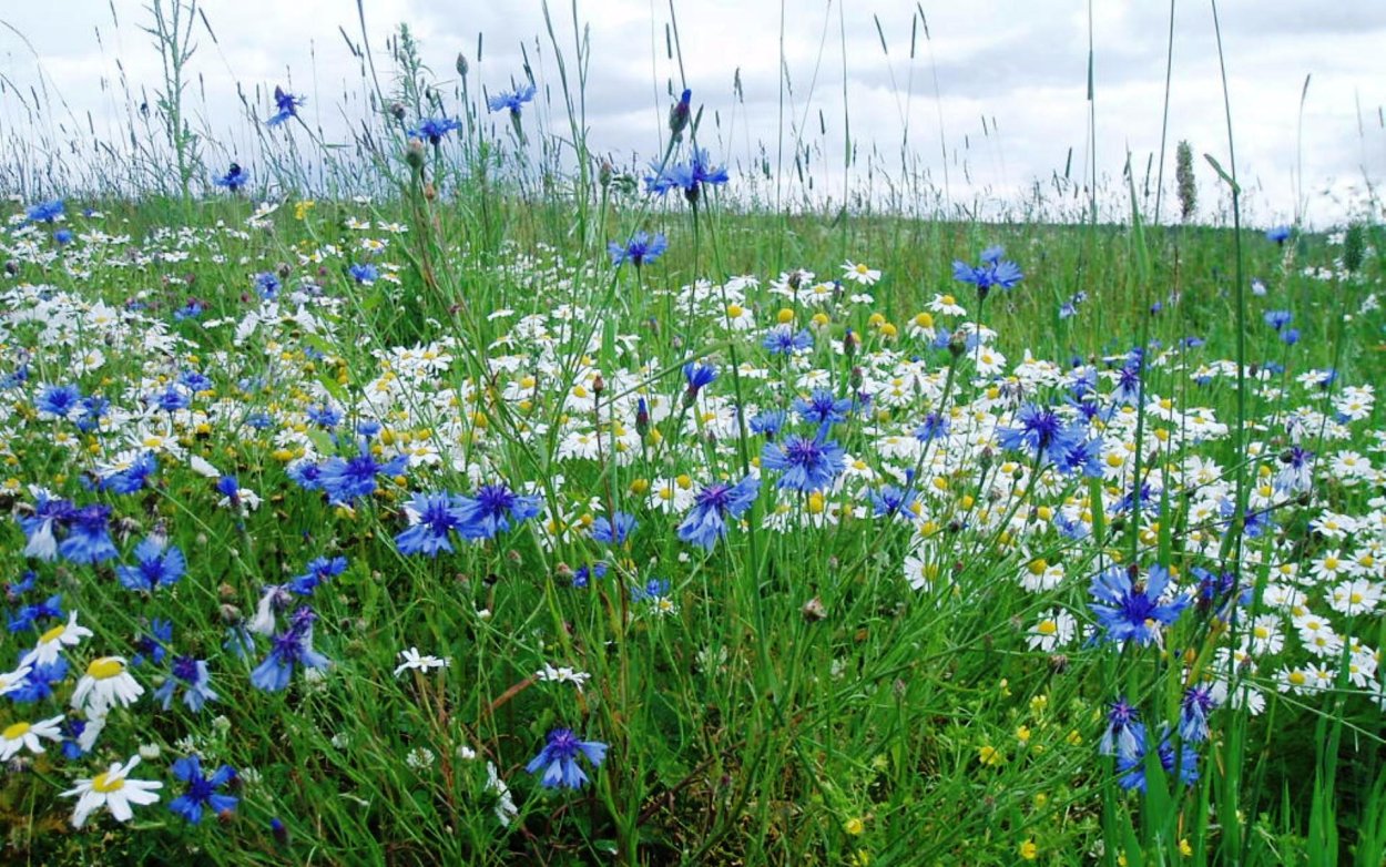 Наталья Шайкина художник